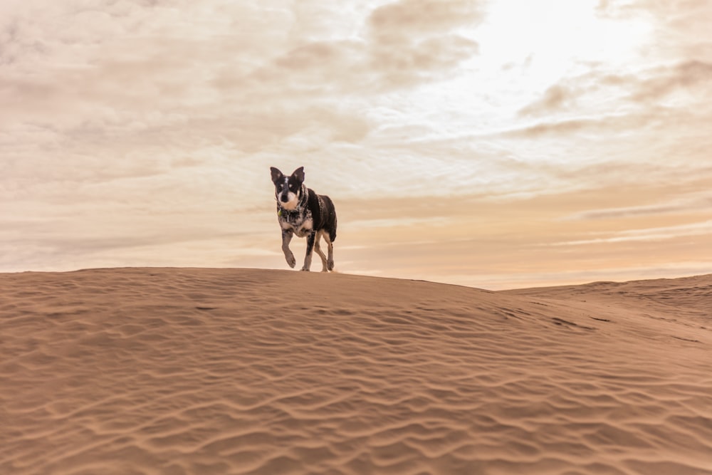 grigio e bianco camminerebbero sul deserto