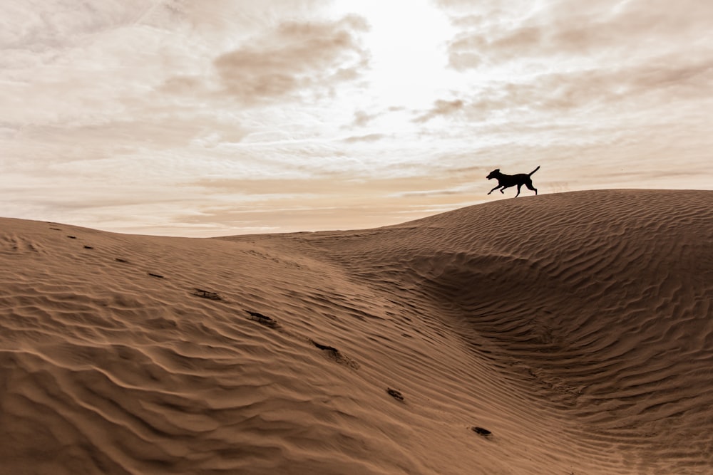 black 4-legged animal running on brown mountain under white cloudy sky