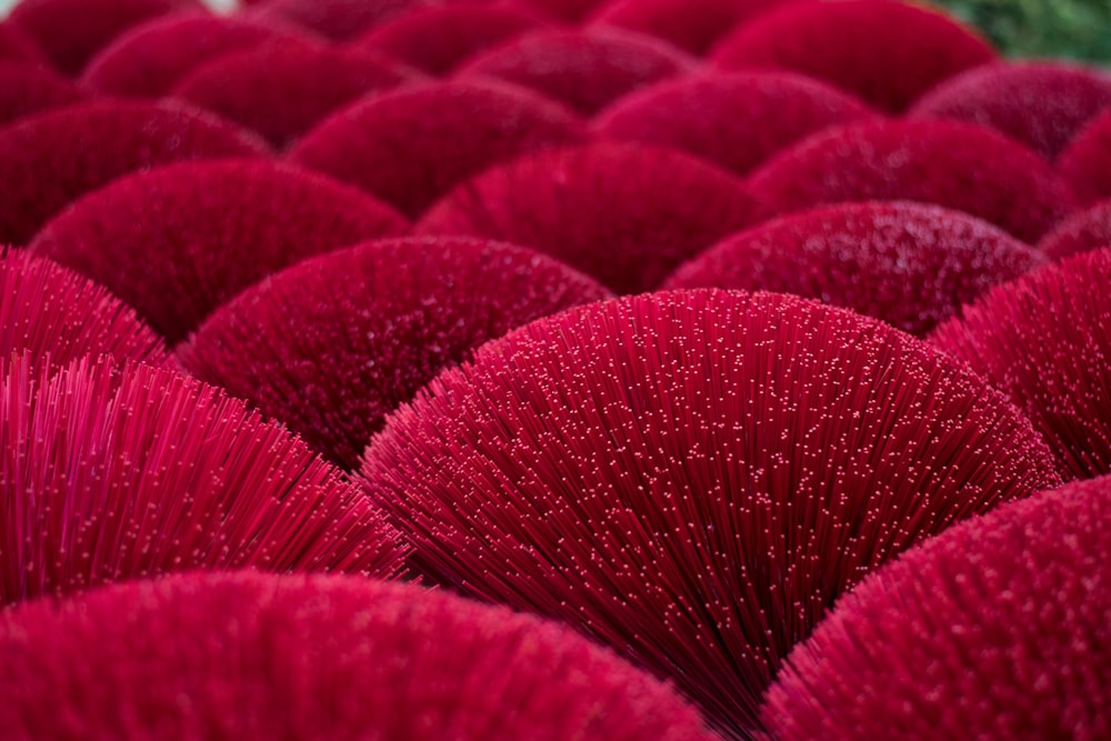 foto de foco raso de plantas vermelhas