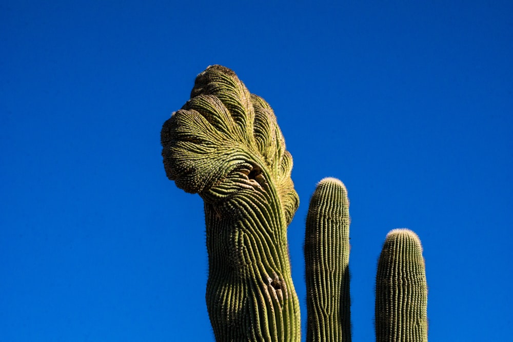 green rooster cactus under blue sky