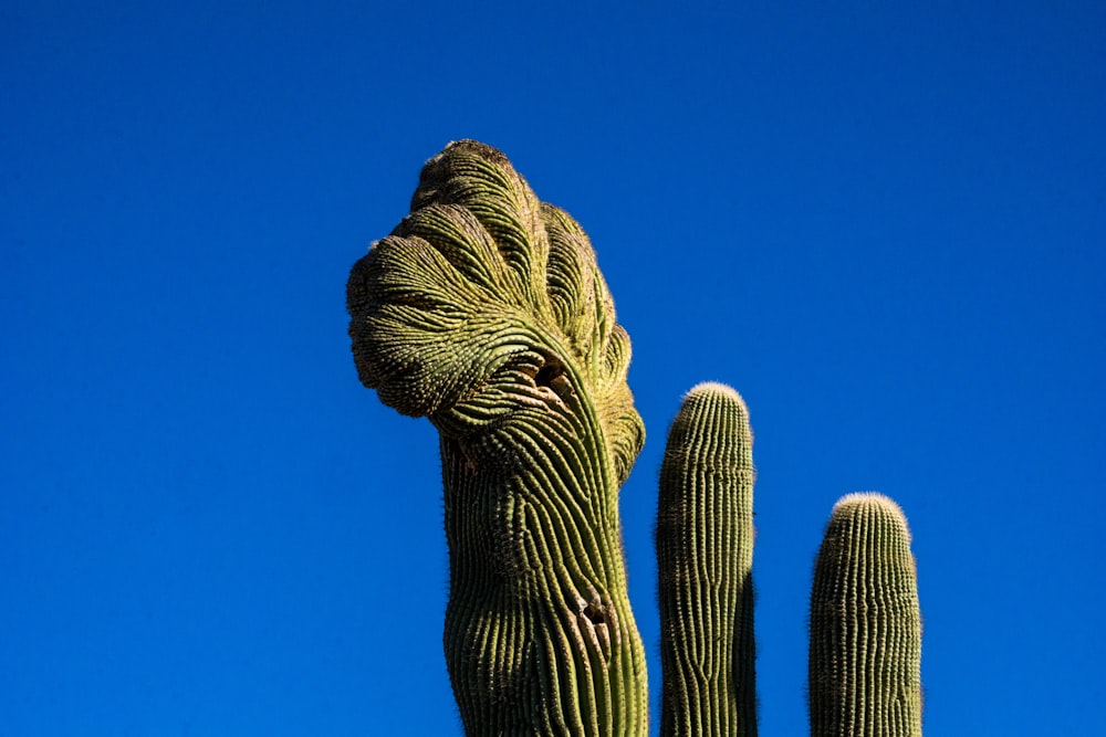 gallo verde cactus sotto il cielo blu