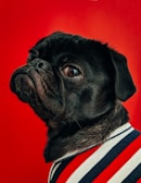 black pug wearing striped apparel