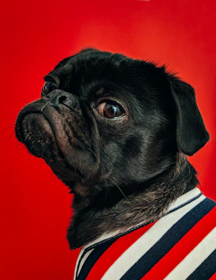 7 Signs Your Dog Is Aging: What Every Owner Should Know