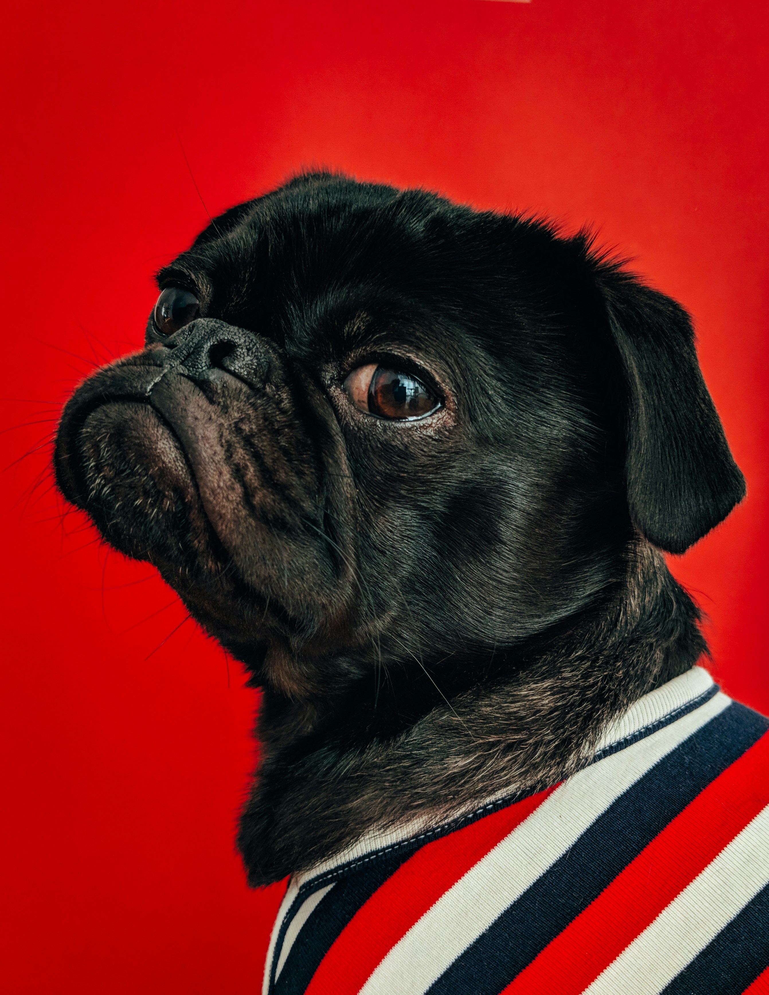 black pug wearing striped apparel