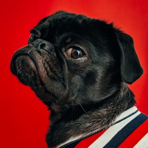 black pug wearing striped apparel