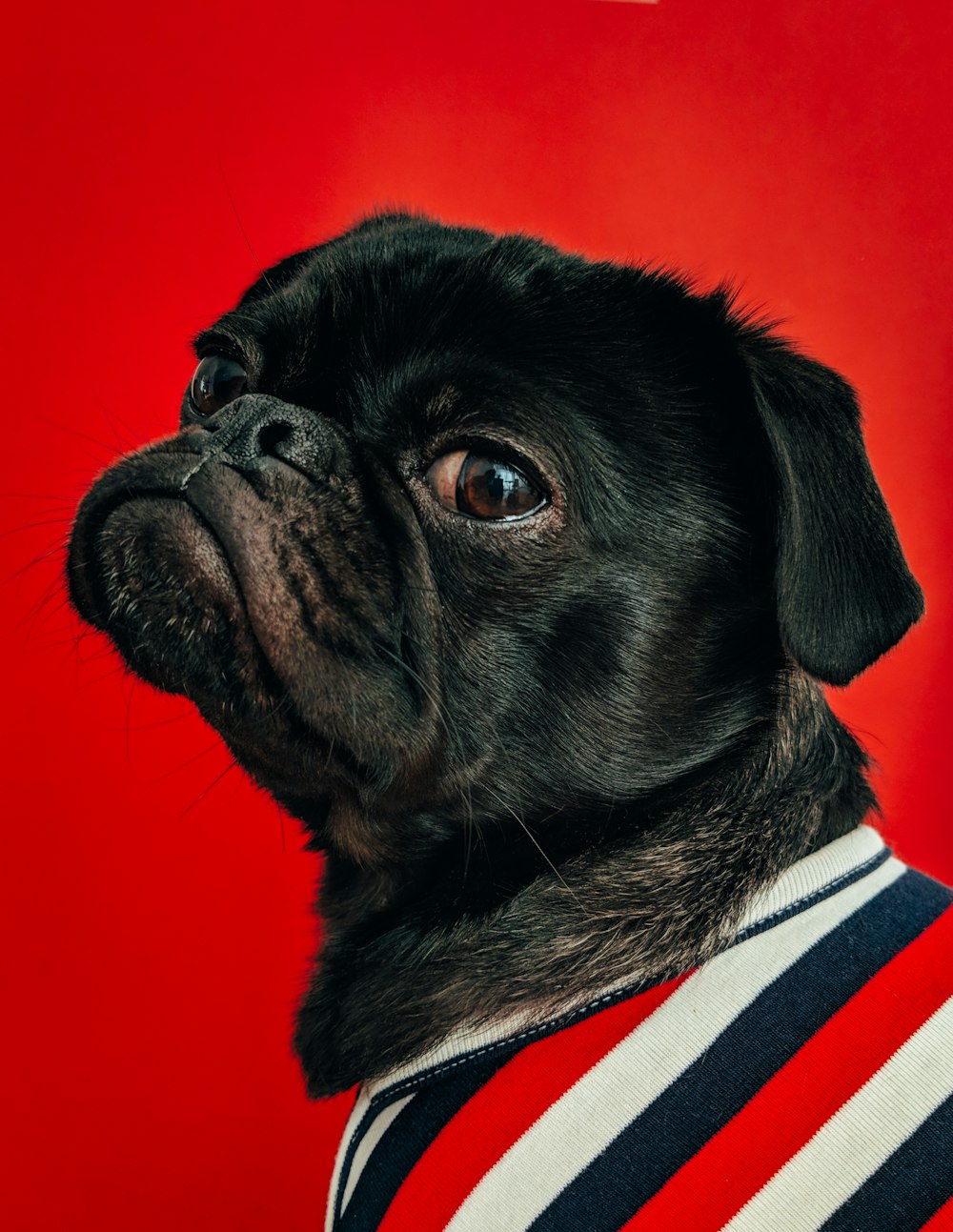 black pug wearing striped apparel