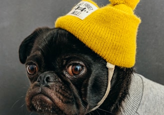 dog wearing shirt with hat