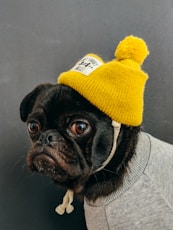 dog wearing shirt with hat