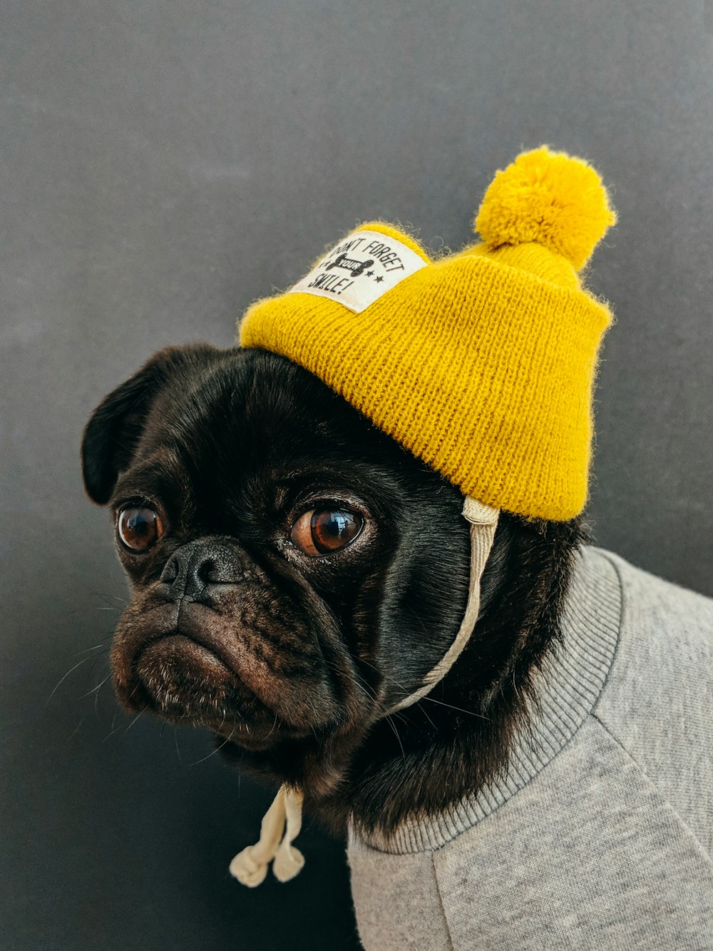 dog wearing shirt with hat