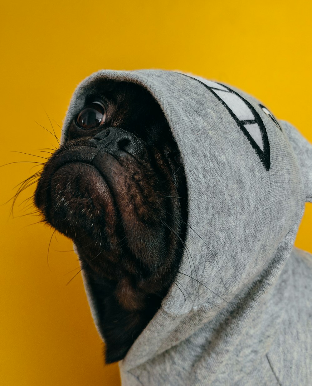 a dog wearing a hoodie with a star trek symbol on it