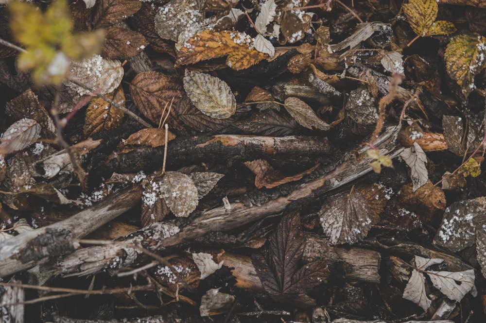 Szenerie aus braunen, getrockneten Blättern