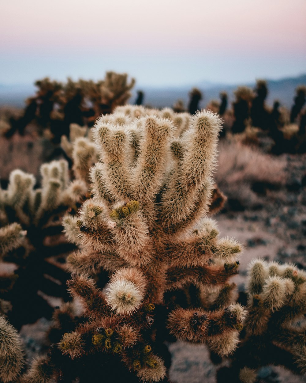 Fotografia con obiettivo tilt shift di cactus verde