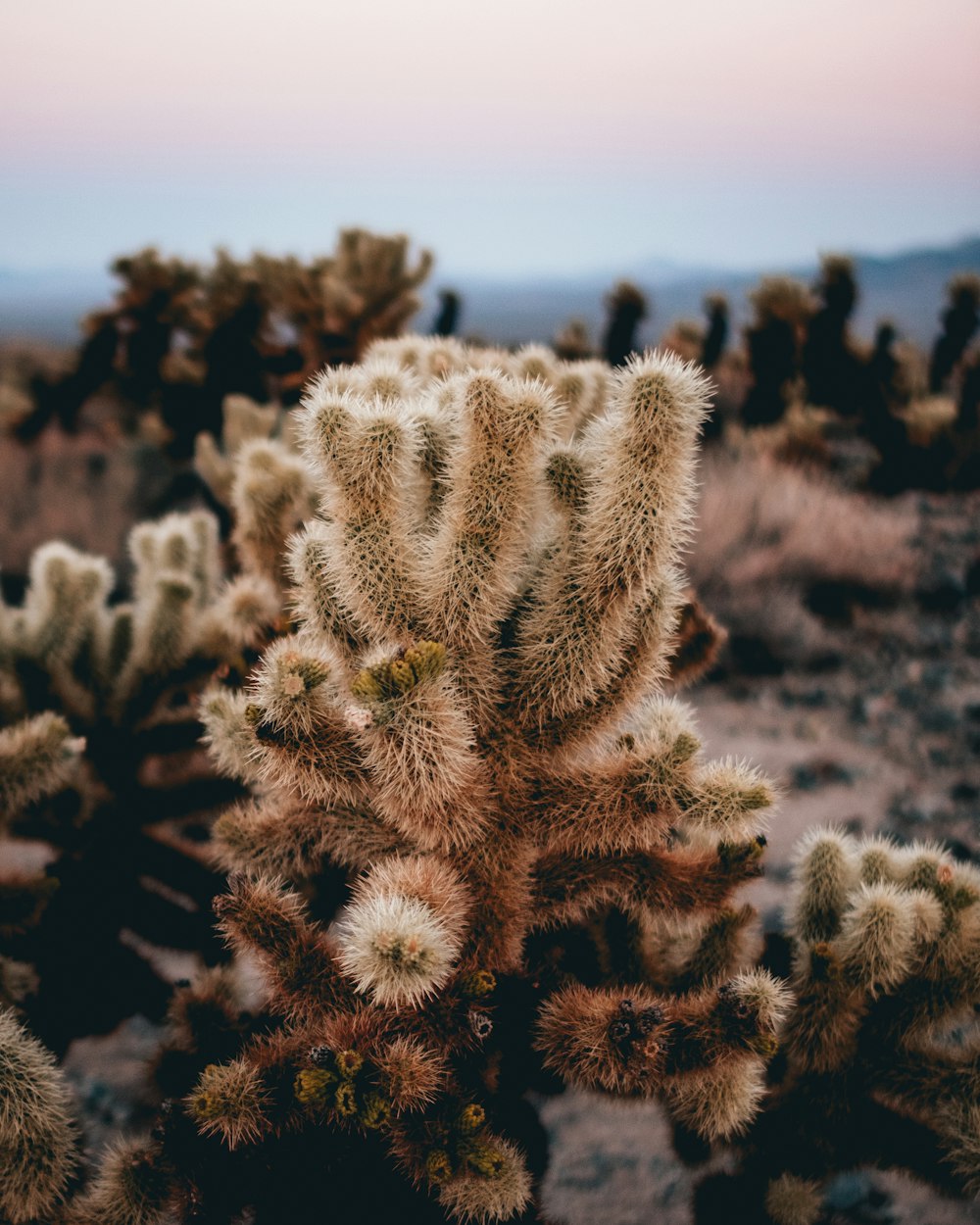 tilt shift lens photography of green cactus