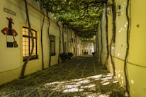 An alleyway with cobblestone paving is flanked by buildings with white facades and tall, narrow windows. Overhead, a canopy of grapevines creates a dappled light effect on the ground below. There is a sign featuring a stylized figure with a hat and bottle.