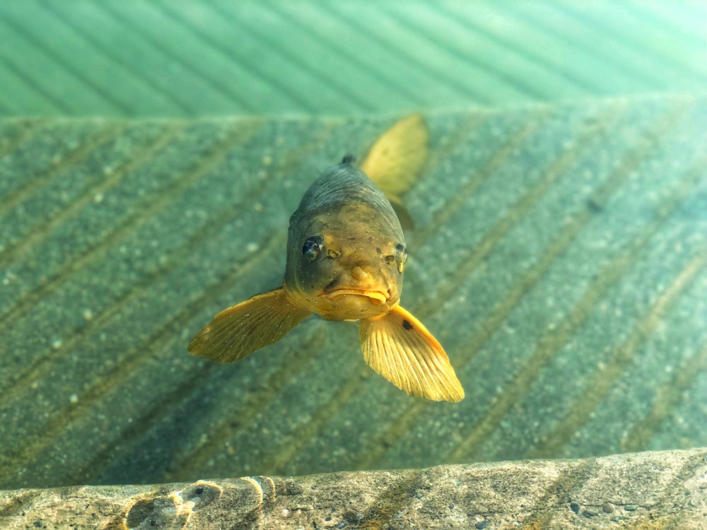 peixes cinzentos