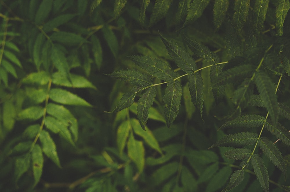 green leaves