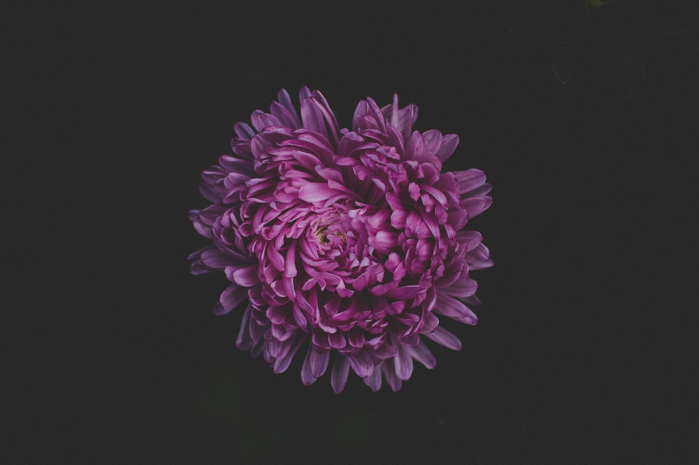 Fotografía de enfoque selectivo de flor de pétalos rosados