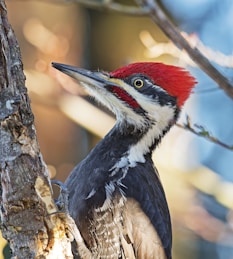 black and white woodpecker on brown tree bar