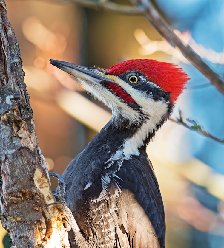 A woodpecker