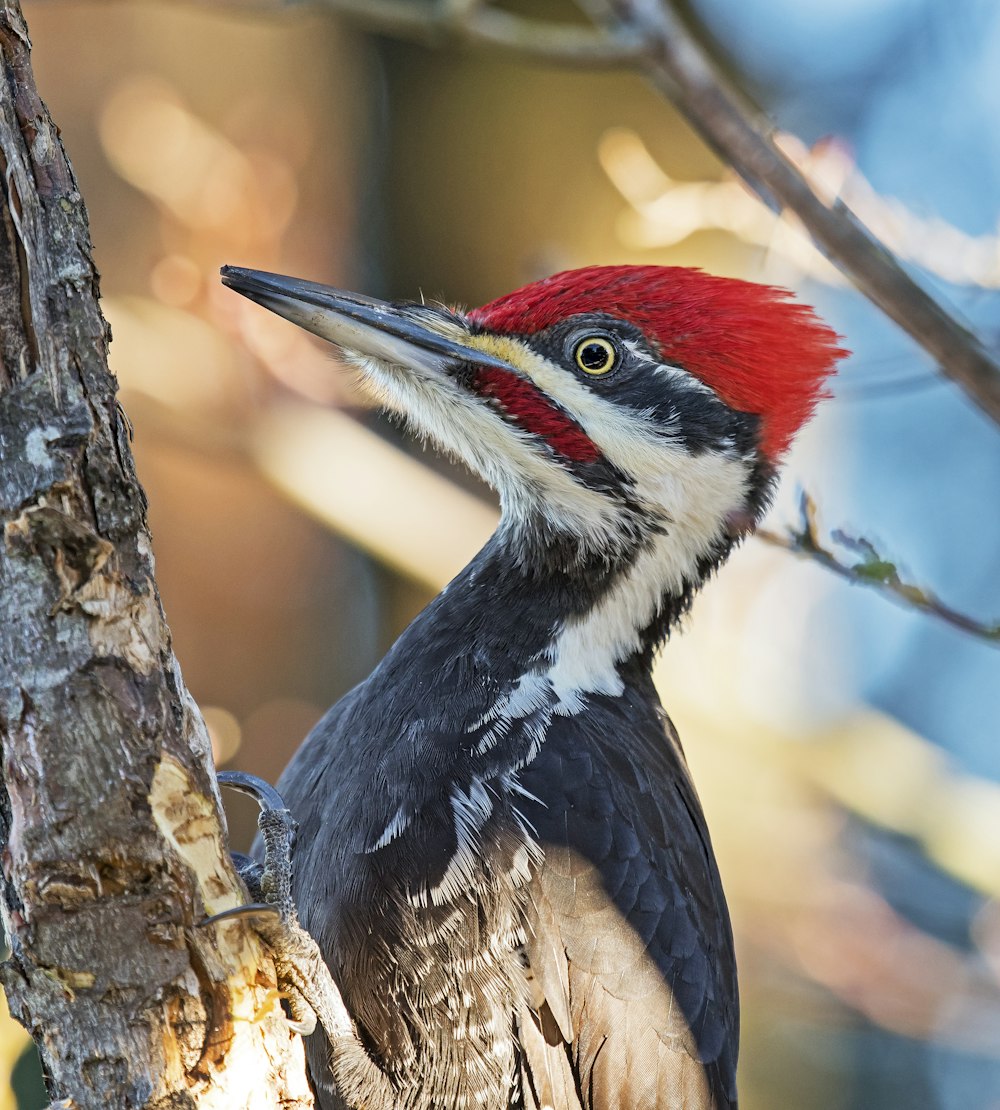 black and white woodpecker on brown tree bar