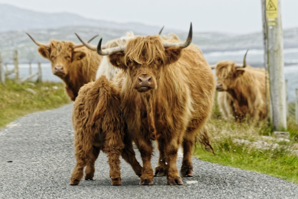 wildlife photography of four brown animals