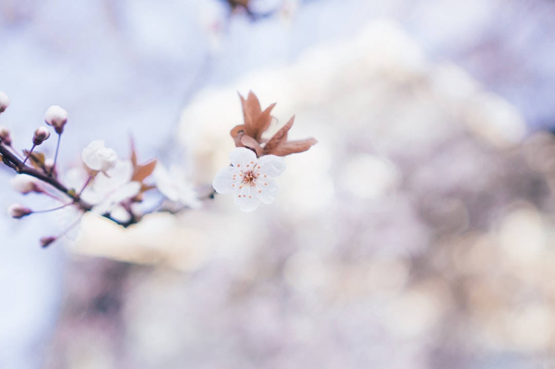 closeup photo of brown flowers