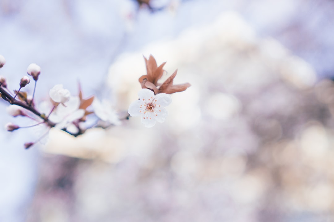 5月滿山遍野白色的油桐花盛開！賞花攝影攻略