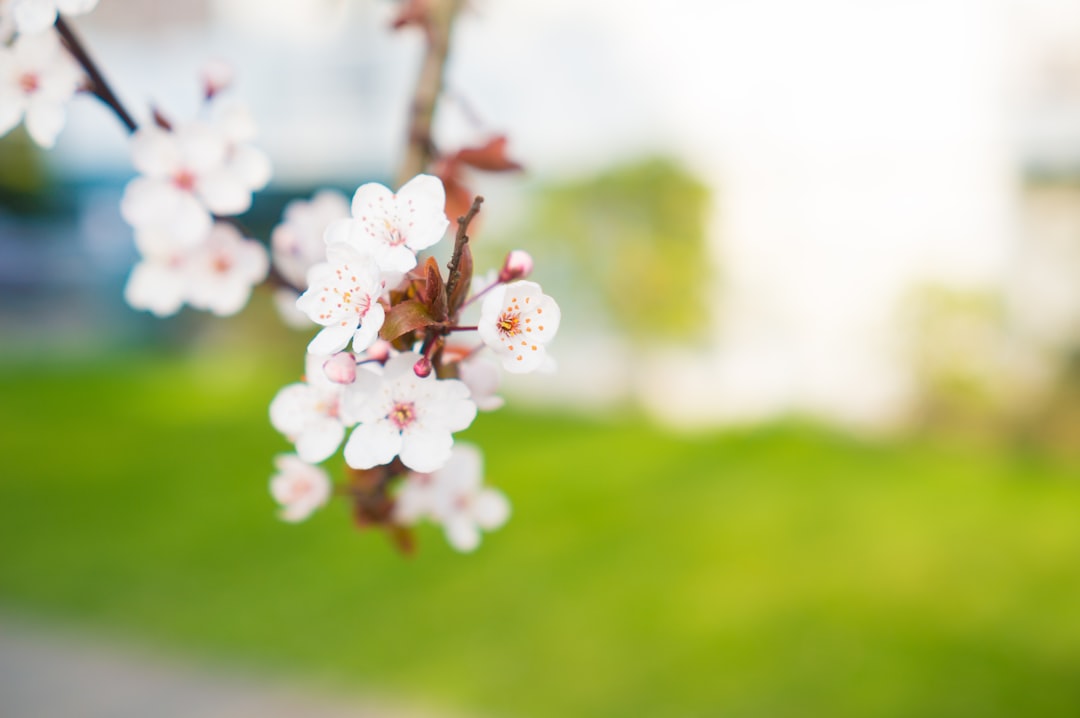 selective photography of white flowering tree, A small white cherry blossom in springtime with grass background