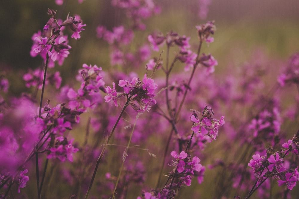 pink petaled flowers