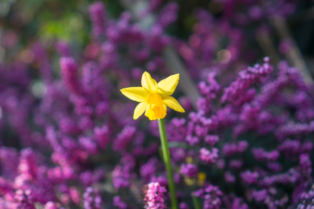 a single yellow flower in a field of purple flowers