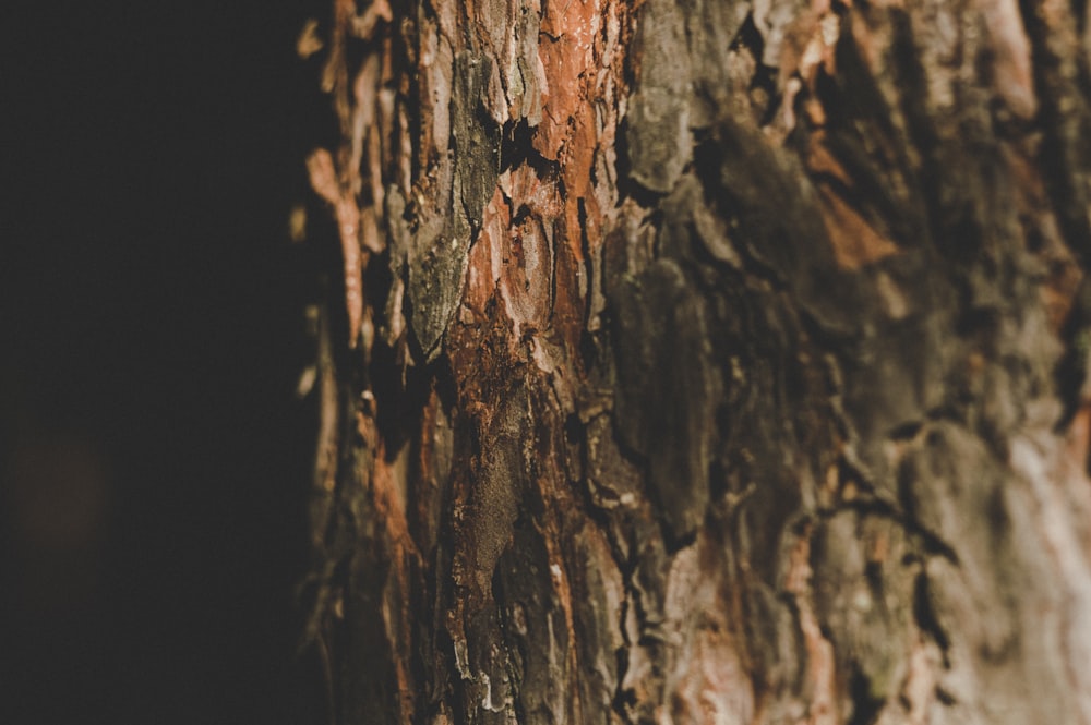 Photographie en gros plan d’un tronc d’arbre brun