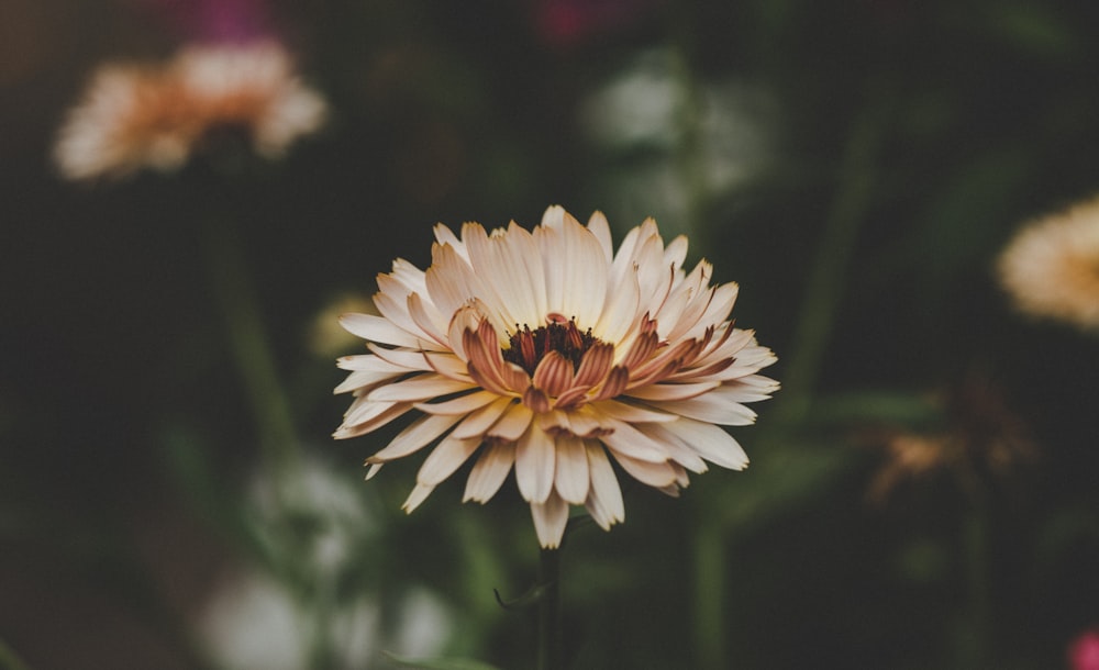 brown petaled flower selective focus photography