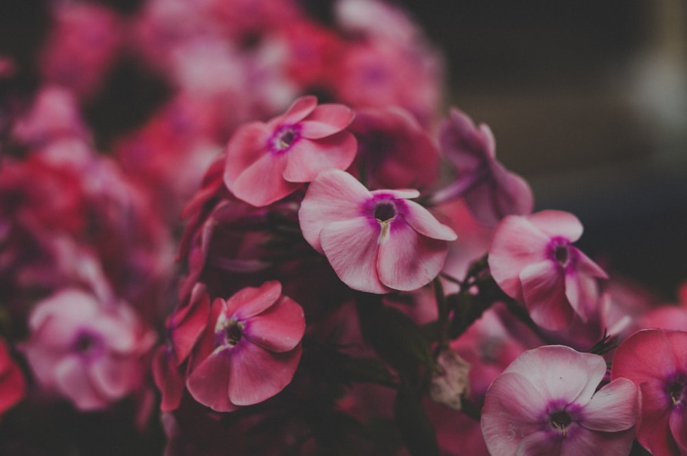 pink petaled flowers close-up photo
