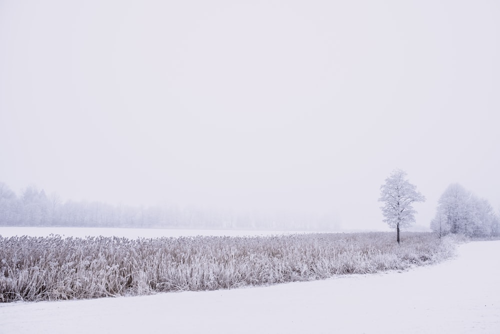 snow covered grass at daytime