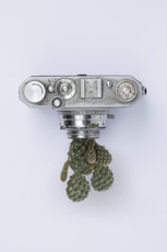 gray point-and-shoot camera near cactus