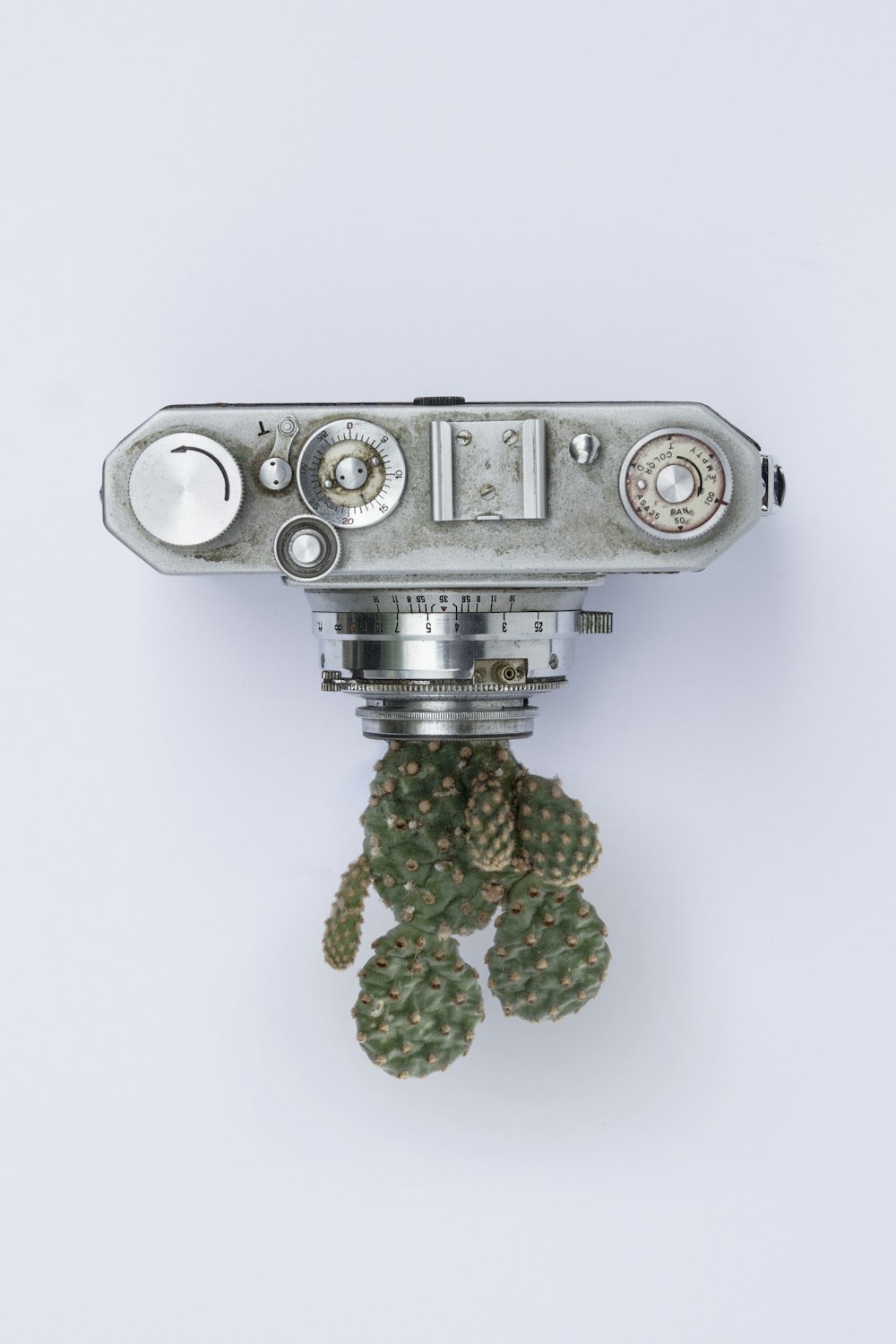 Caméra compacte grise près de Cactus