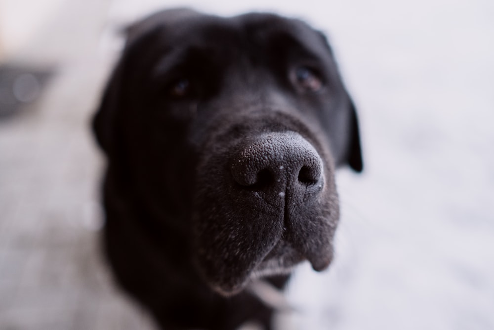 close-up photography of black dog