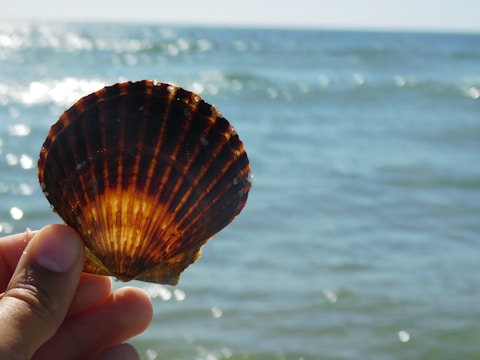 A hand holds up a scallop shell against the backdrop of the ocean, with sunlight illuminating the shell's rich orange and brown hues. The sea is slightly out of focus, creating a serene and natural setting.