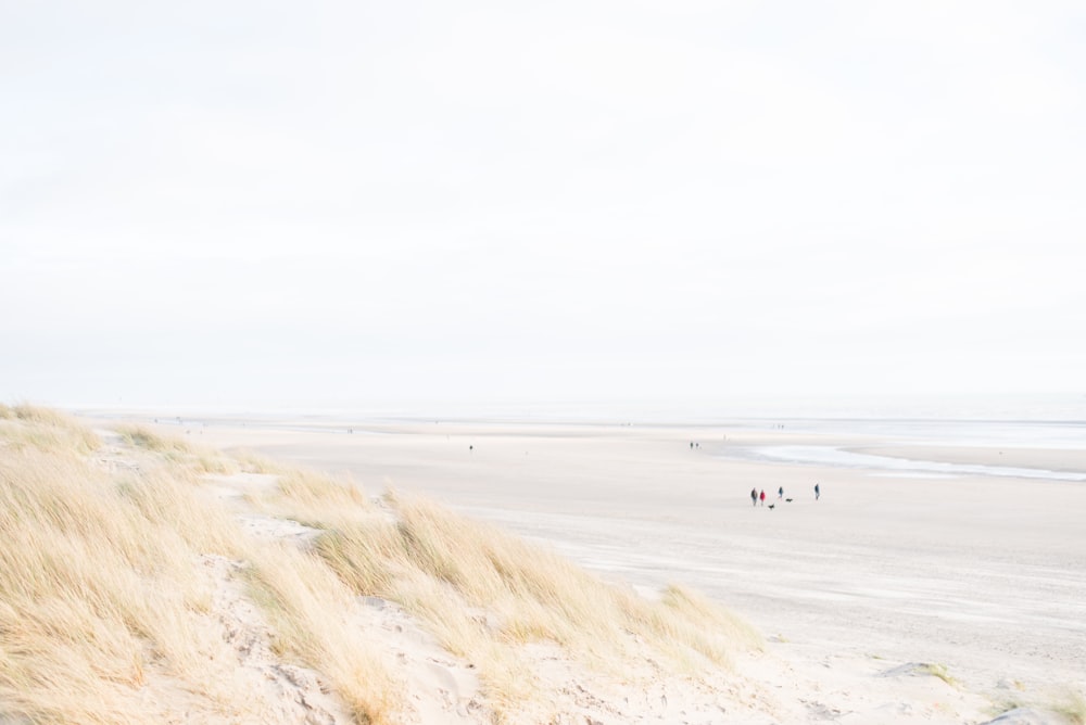 personnes au bord de la mer pendant la journée