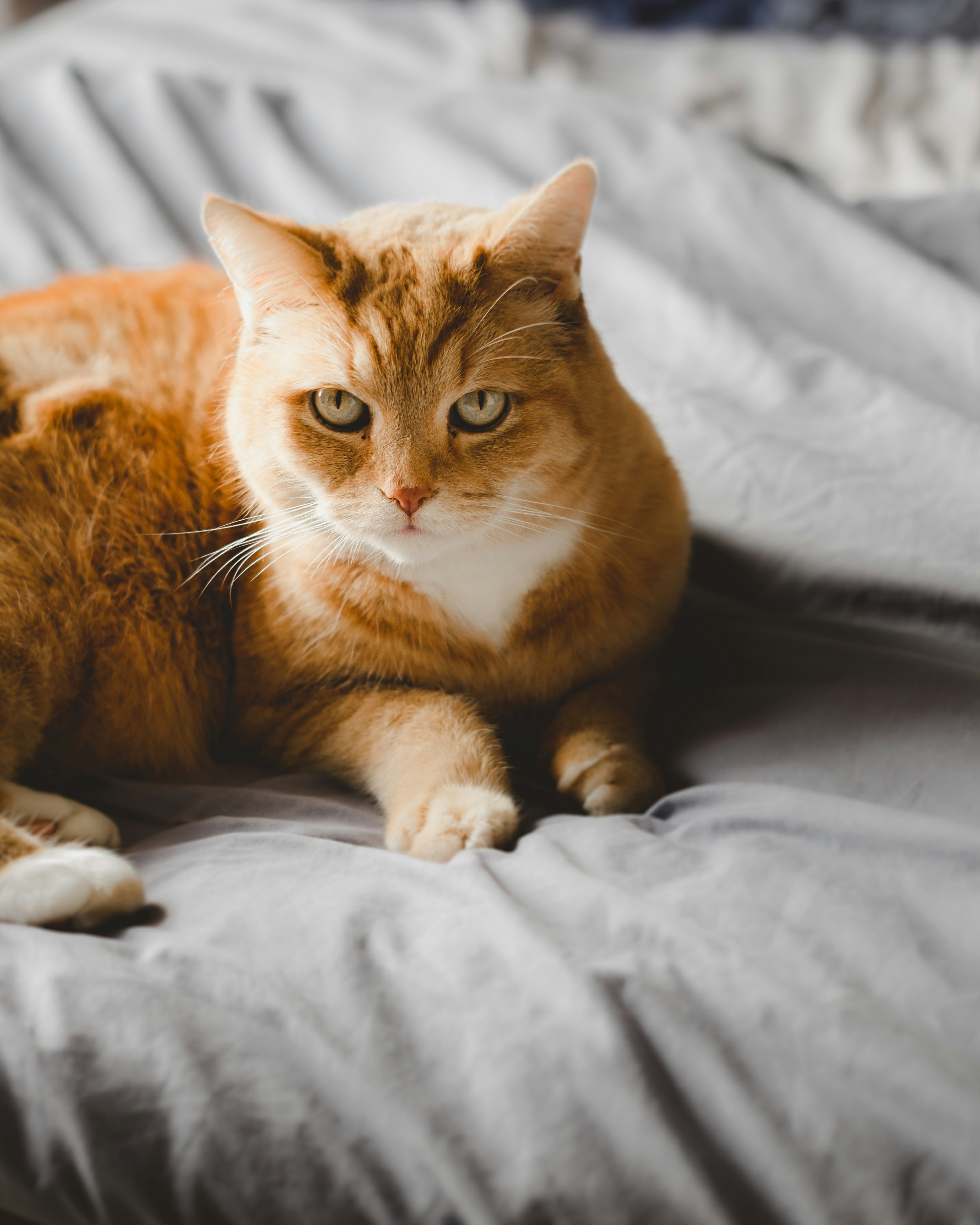 Relaxed Ears and Whiskers (image credits: unsplash)