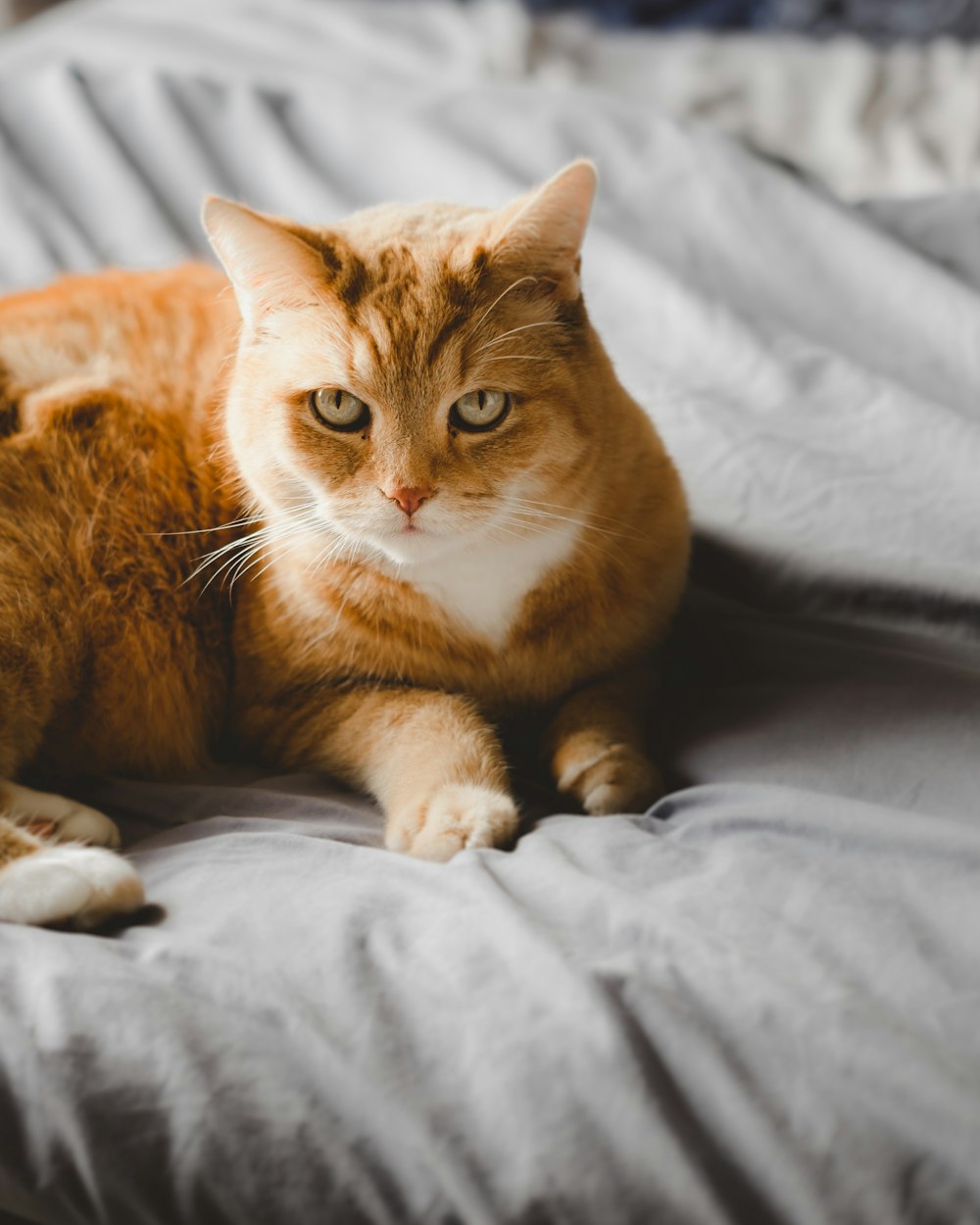 selective focus of orange tabby cat