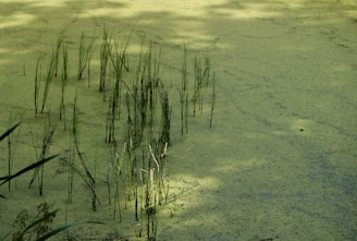A serene pond is covered with green algae, with tall, slender reeds emerging through the surface. The water is calm, and sunlight casts soft patterns on the algae, creating a peaceful atmosphere.