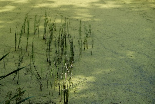 A serene algae pond used for eco-friendly wastewater treatment and phycoremediation processes.