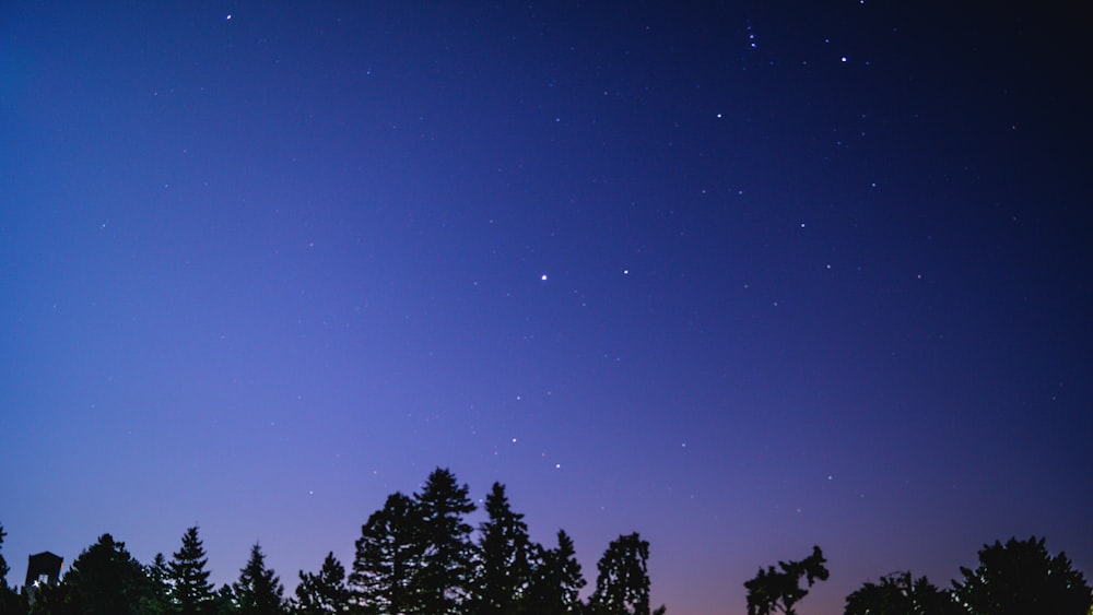 silhouette of trees during nighttime