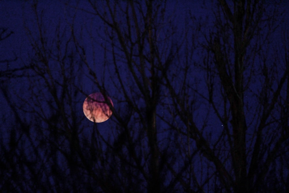 silhouette d’arbres la nuit