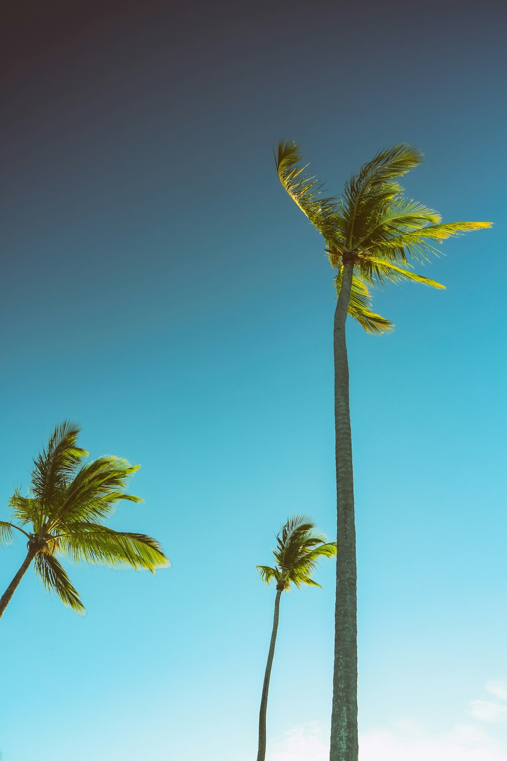 trois palmiers verts sous un ciel bleu