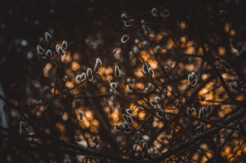 closeup photo of brown trees