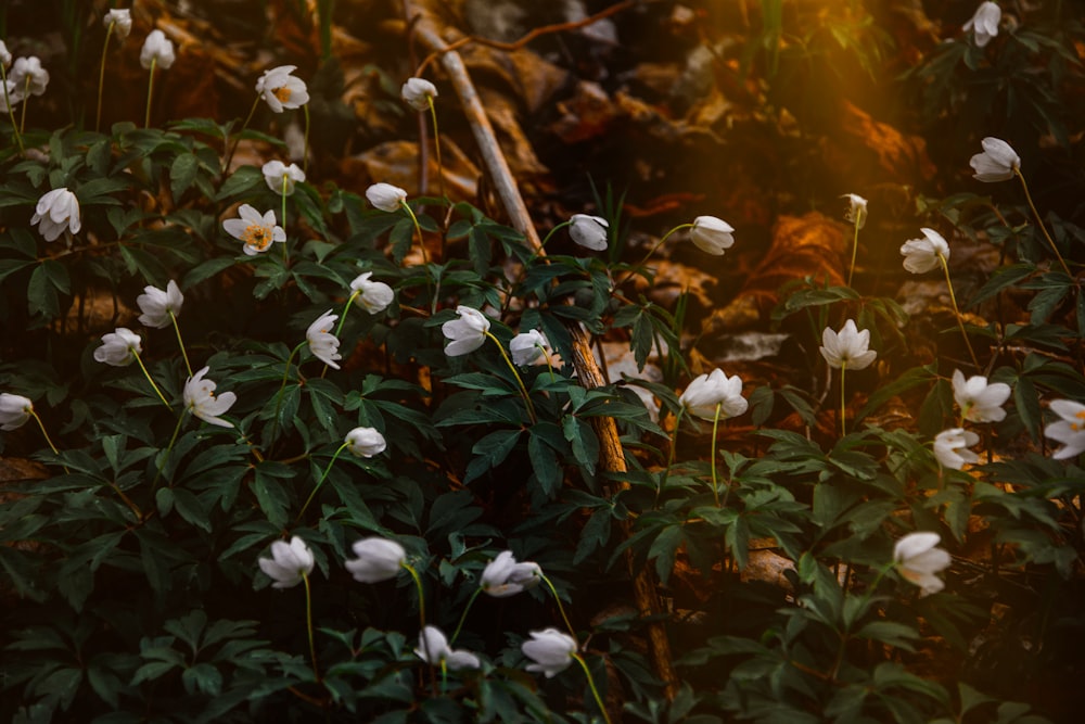 fleurs blanches