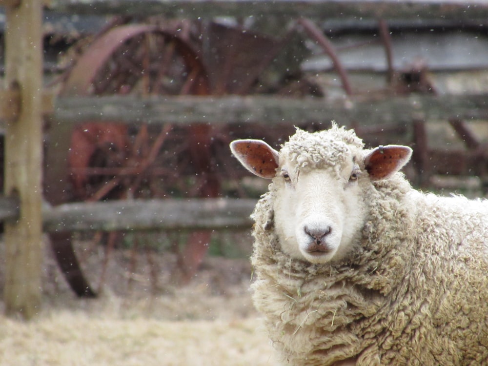 wildlife photography of sheep