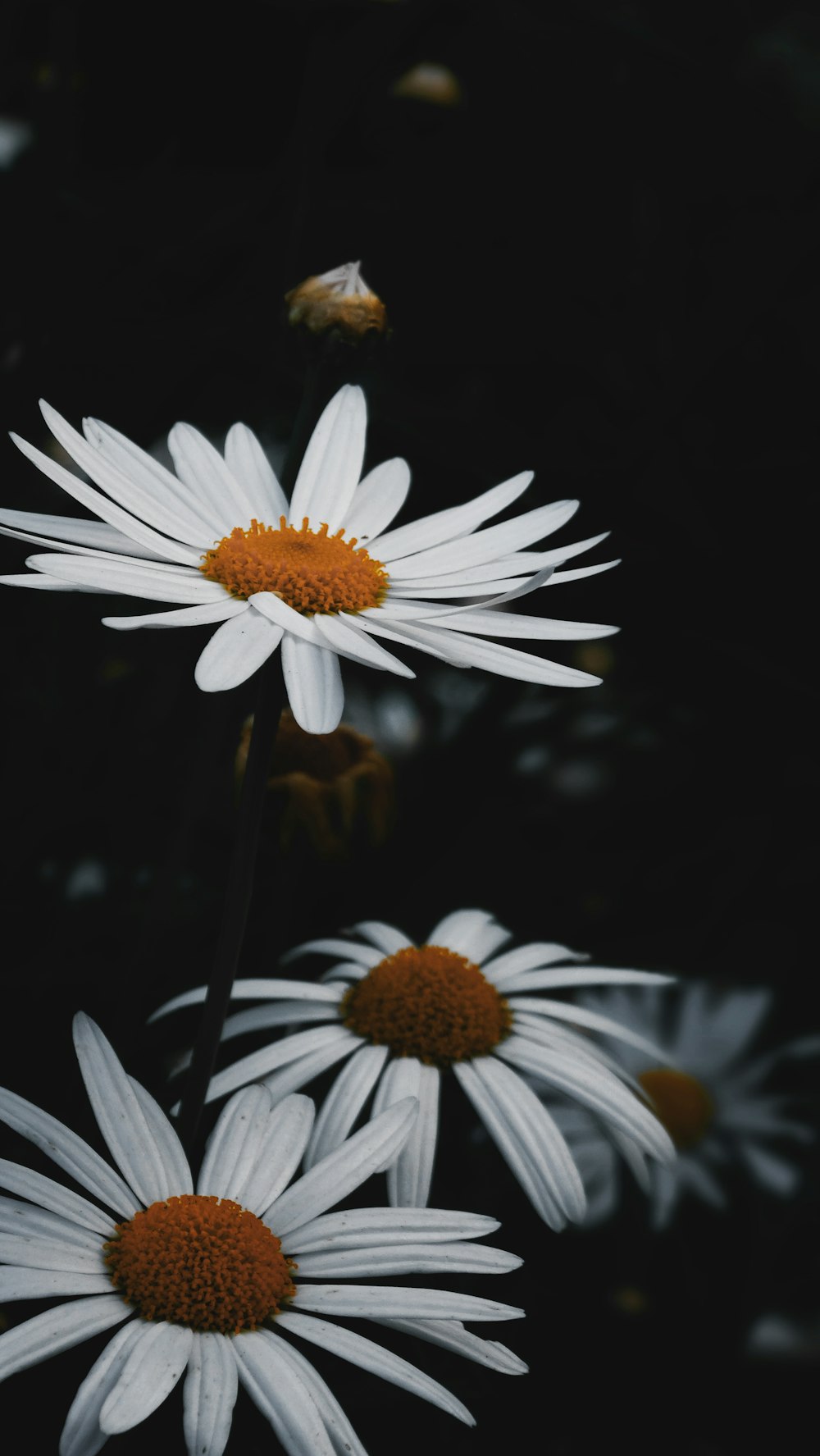 Foto de enfoque superficial de flores de margarita blanca